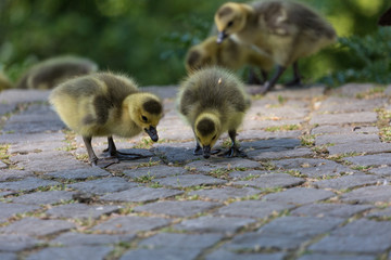 Young canadian geese