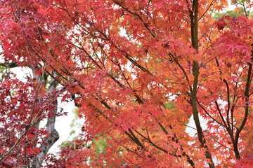 日本の岡山の紅葉
