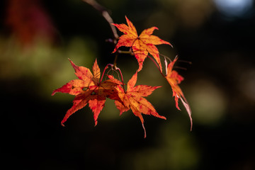 늦은 가을날 공원에 단풍이 곱게 물들었다.