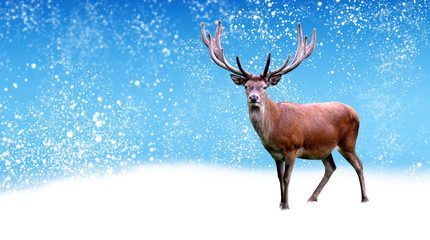 deer in winter nature