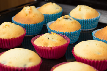 Cupcakes in paper cups on a black baking sheet.