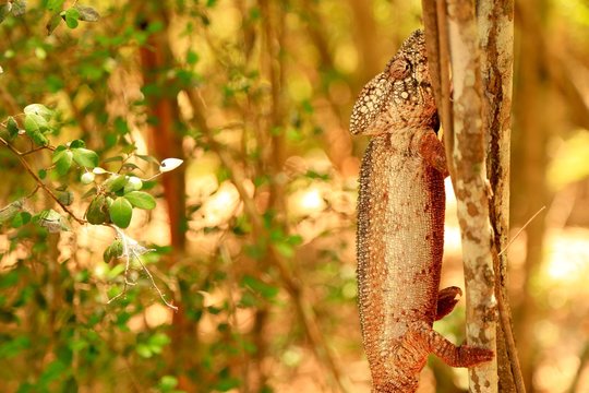 マダガスカルのカメレオン、アフリカ