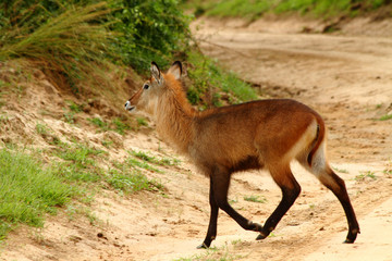 Waterbuck Crosses the Road