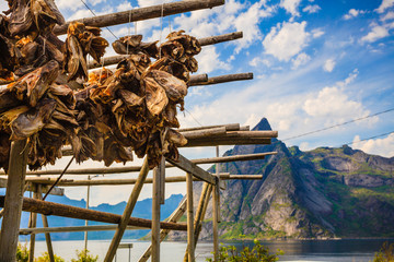 Cod stockfish drying on racks, Lofoten islands Norway