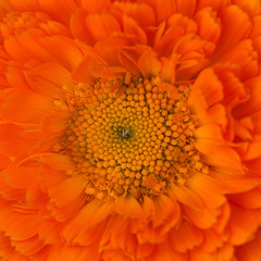 macro foto of orange Asteraceae