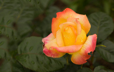 Art photo rose petals isolated on the natural blurred background. Closeup. For design, texture, background. Nature.Drops of morning dew on rose petals.