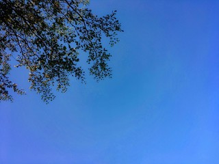 Terminalia ivorensis leaves and limb with blue sky background. Selective focus image