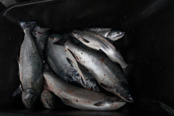A days catch of salmon in a wheelbarrow from a tourist fishing charter, Seward, Alaska