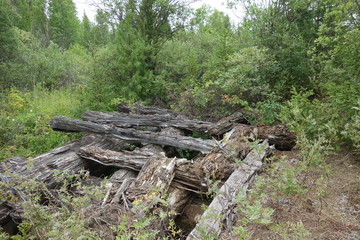 Naklejka premium nature