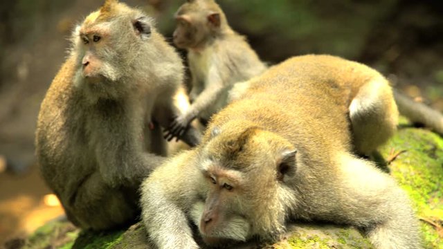 Endangered species group of Macaque primates with baby in sacred Hindu nature reserve in Bali