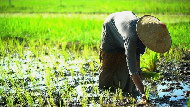 Rural farm field worker planting rice seedlings in fields Java South East Asia