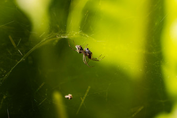 spider biting fly on spider web