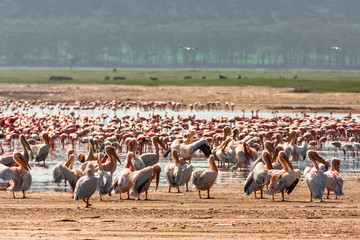 A flock of pelicans on the shore of the lake. Nakuru, Kenya (Rev.2)