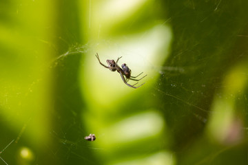 spider biting fly on spider web