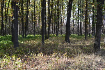 forest in autumn