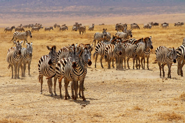 Fototapeta na wymiar Zebra Herd Stare