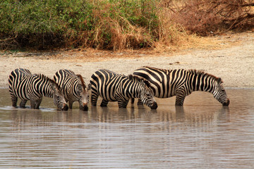 Fototapeta na wymiar Zebras (Equus quagga) in watering hole