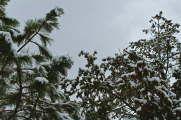 Looking up at the snowy pine tree branches in the forest during winter. 