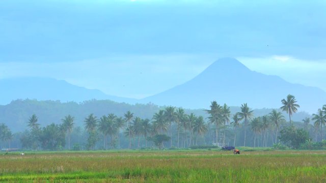 Mt Merapi volcano behind rural farmer working in rice fields Java Indonesia