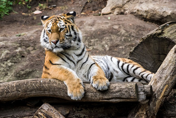 Portrait of a tiger lying on a tree.