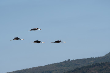 Flock of hooded cranes flying in Izumi city, Kagoshima prefecture, Japan.