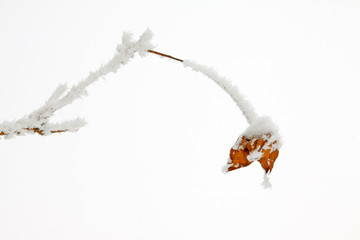 Goldenrain tree dried flowers in the snow