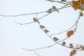 sparrow in the branches, closeup of photo