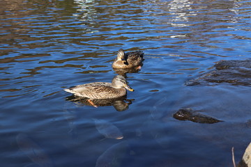 世界遺産・富士山の構成資産、忍野八海の榛の木池（人工池）