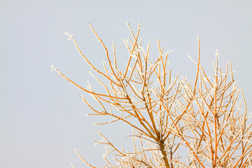 tree branches in the sky background