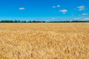 Field of ripe golden wheat