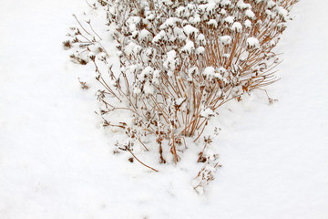 grass in the wind and snow