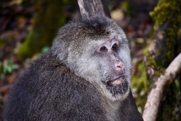Male Tibetan Macaque monkey, Sichuan, China