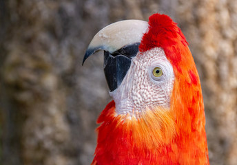 colorful macaw parrot