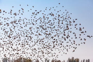 A swarm of birds