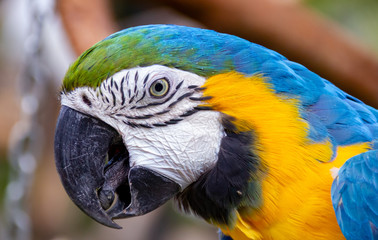 blue and yellow macaw