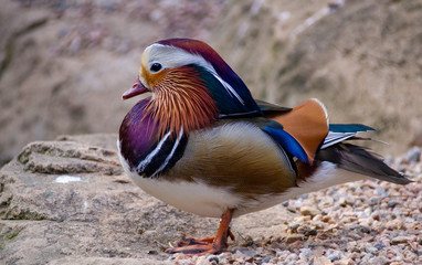 Beautiful Plumage  
