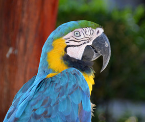 Blue Parrot