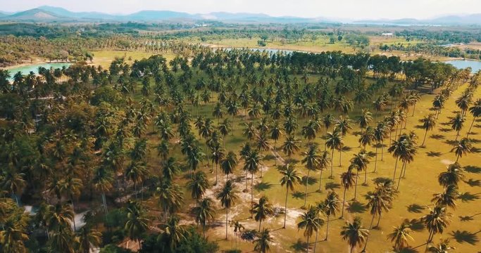 Aerial drone view of beautiful tropical island with palm trees, ponds and green mountains. Summer and travel vacation concept