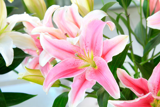 greenish lily flower