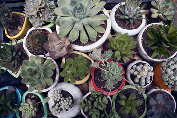 Cute little potted cacti top view background. Many small cactus plants in pots from above. Plenty of various succulent houseplants at an indoor garden