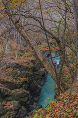 秋の吾妻渓谷遊歩道からみた吾妻渓谷の風景