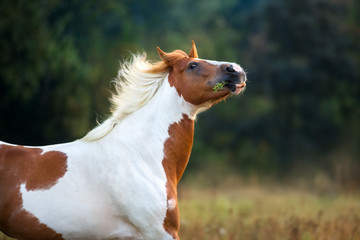 Red pinto horse portrait in motion