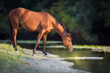 Schilderijen op glas Baaipaard drinkt water in rivier bij zonsopgang © callipso88