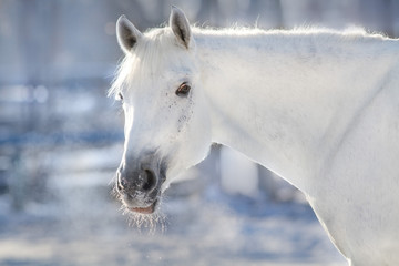 Obraz na płótnie Canvas White horse in snow sunny day