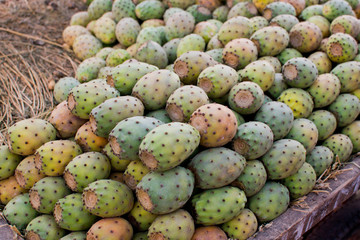 Edible cactus fruit Opuntia