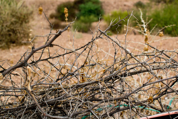 Thorny plants in the African Savannah and desert