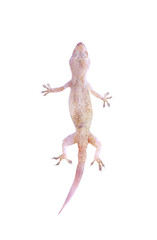 Top view asian house gecko  or hemidactylus  isolated on white background with clipping path