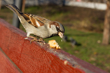 Naklejka premium House sparrow sitting outside. Urban birds. Tree sparrow