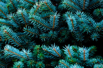 Christmas fir tree branches background with copy space, Christmas pine tree wallpaper.