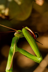 Mantis